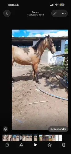 Potro sem muda baixeiro.