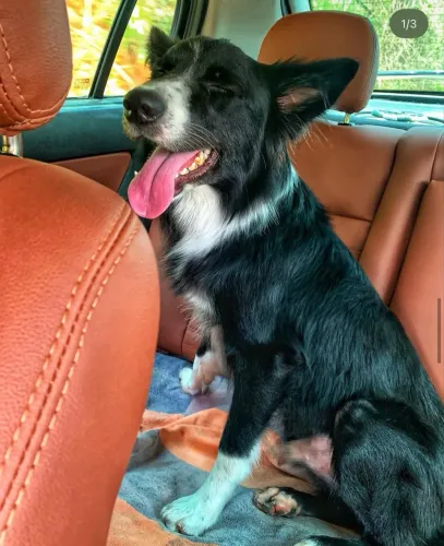 Doa se Border Collie