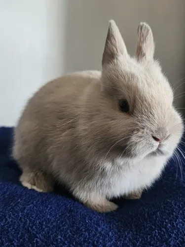 Coelho Anão Netherland Dwarf - Nascido 25 de Junho. WhatsApp *
