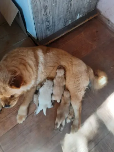 Lindos filhotes de chow chow