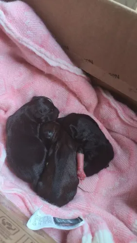 Filhotes Mestiços - Mãe Shih Tzu Pura e Pai Pinscher