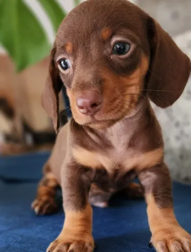Basset/Dachshund a Pronta Entrega.