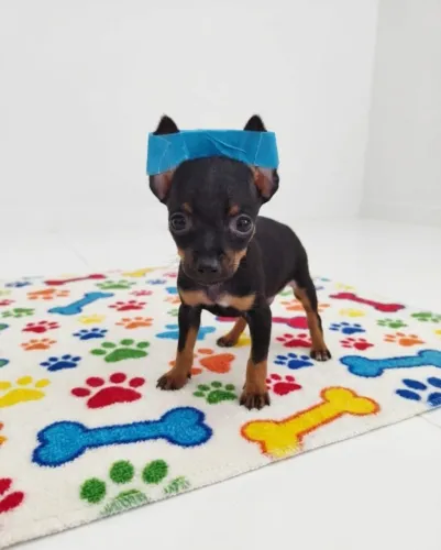 Pinscher Filhotes Super Espertos