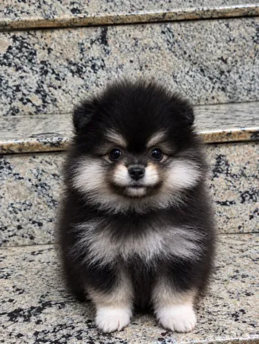 Lulu