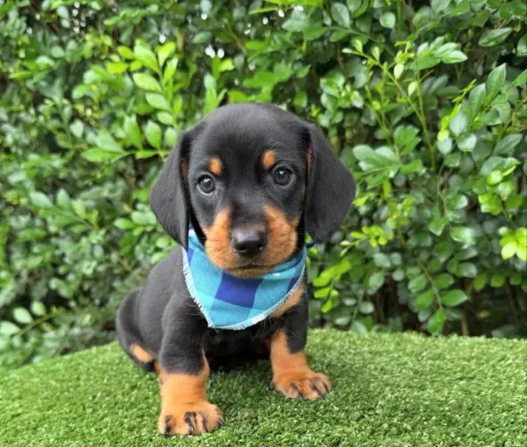 Filhote de dachshund 