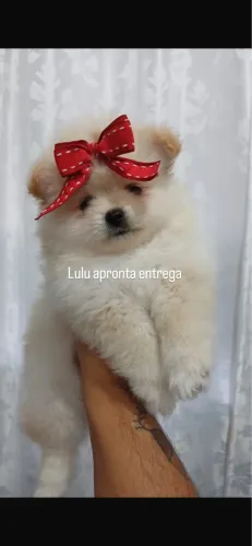 Lulu bem peludo anao 48 dias