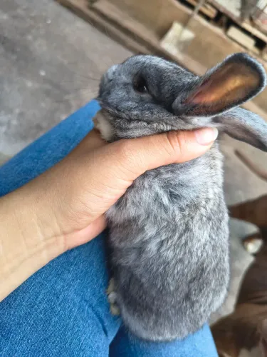 Coelho Filhote macho