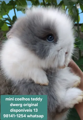 Mini coelho teddy dwerg