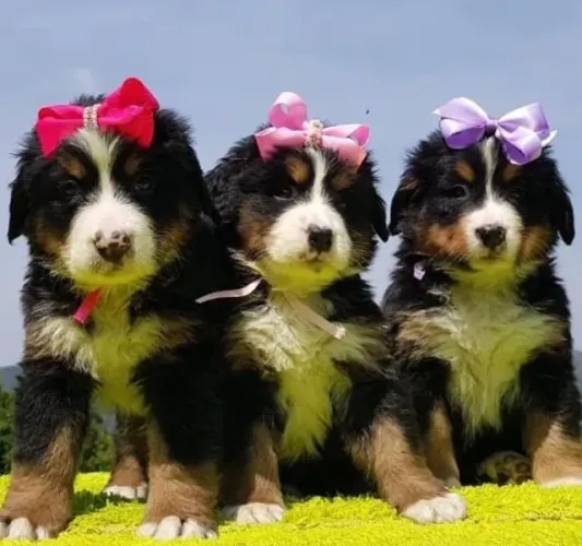 ?Bernese Mountain filhotes lindos - entrega imediata?