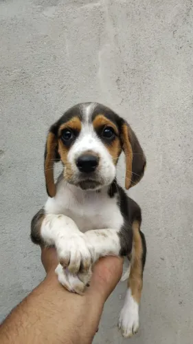 Filhotes de Beagle | Puro afeto.