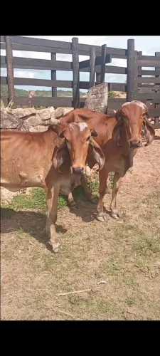 Duas Novilhas Gir Puras