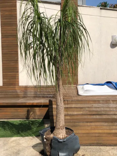 Pata de Elefante Gigante (2,10m) - A natureza e a Paz que Faltava na Sua Casa!