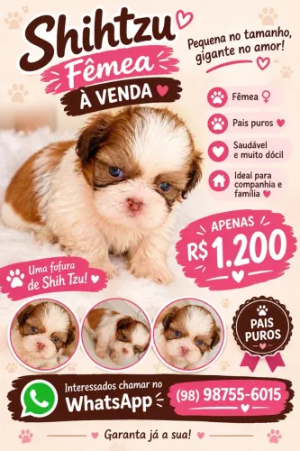 Shitzu fêmea