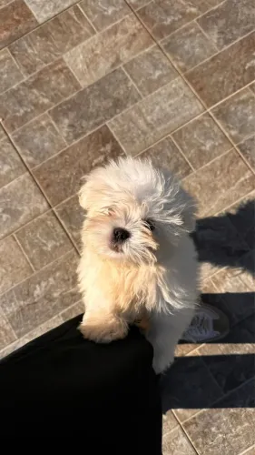 Vendo cachorro Raça Maltês 