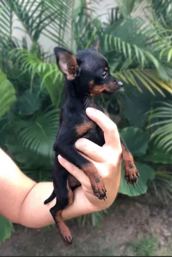 Pinscher filhote 5 meses todo vacinado