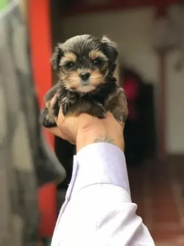 Filhotes de Raça Criados com Amor Verdadeiro