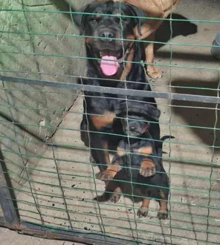 Filhotes de Rottweiler