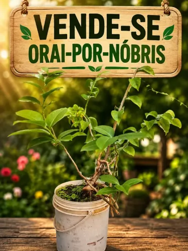 Plantas ora-pro-nóbis