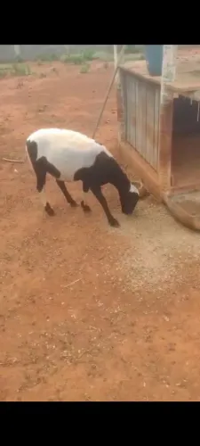 VENDO OVELHA DE RAÇA LINDA