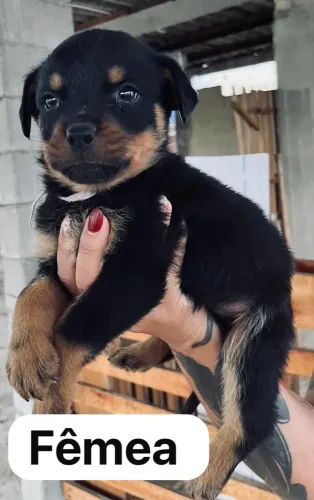 Filhote de cachorro Rottweiler
