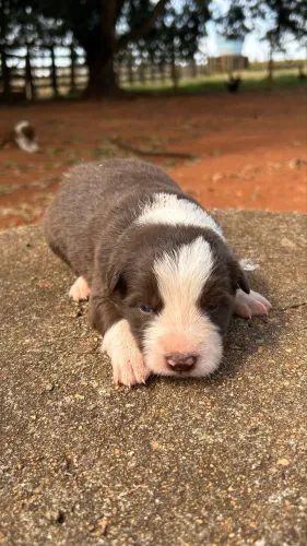 Filhotes de Boder collie