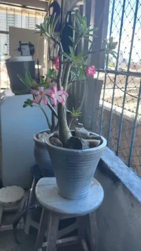 Flor do deserto com vaso M