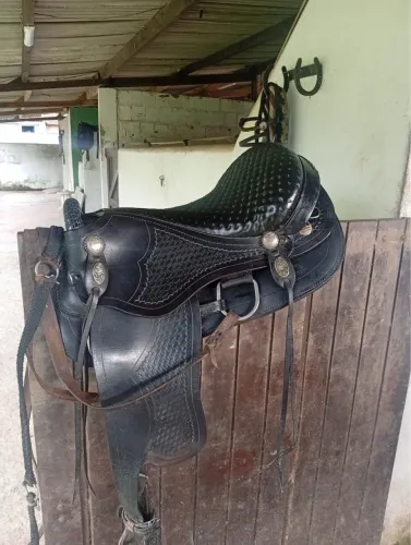 Sela australiana 