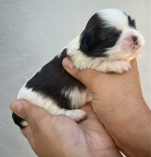 Machinho shitizu 