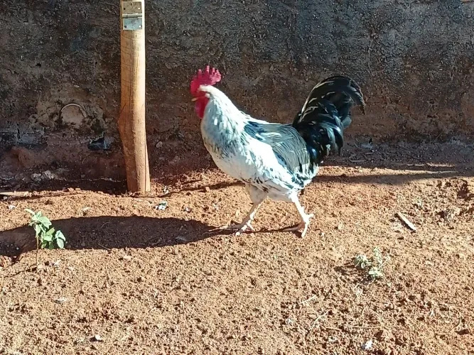 VÉNDO 4 GALO GLC!!