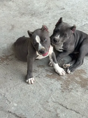 Filhotes de American Bully