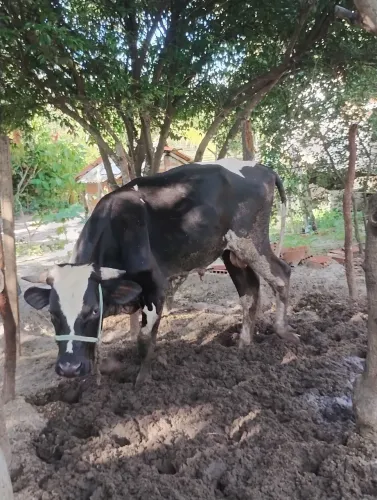 Vendo garrote 