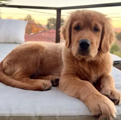 Golden Retriever jovem para adoção