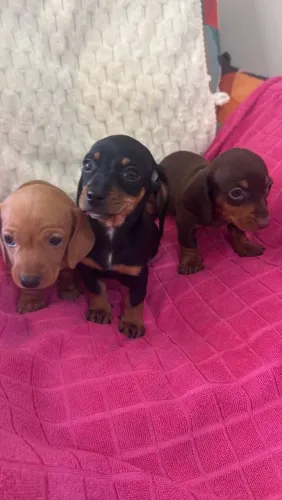 Dachshund basset salsicha fêmeas aceito cartão