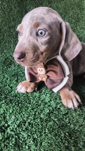 Basset salchicha 