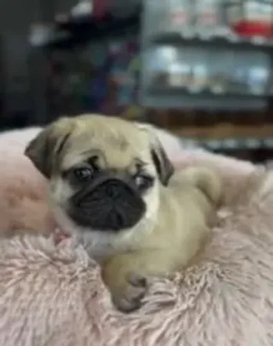 Pug Carinha bonita e personalidade marcante