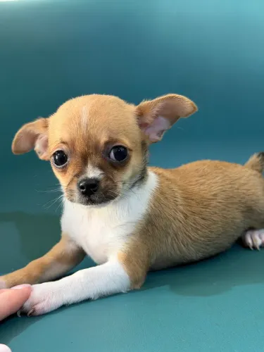 Chihuahuas machos