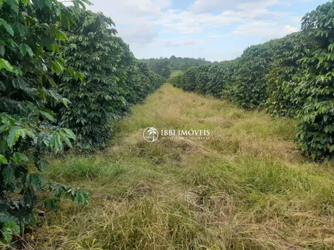 Fazenda de cafe porteira fechada MG/SP 408 HA