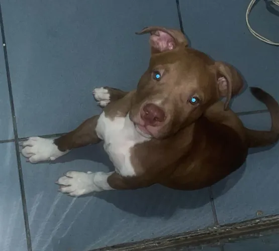 Pitbull 2 meses 