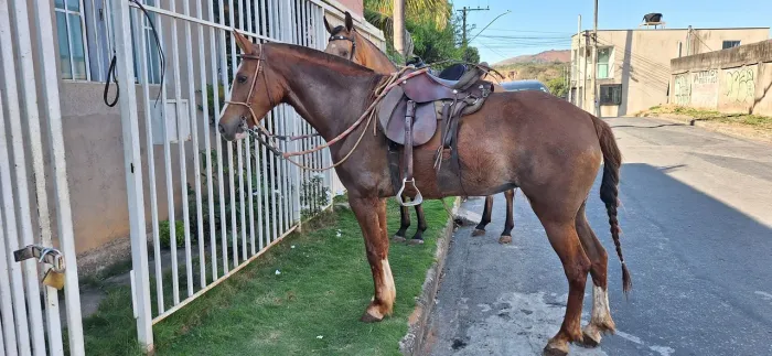 Vendo égua marcha picada