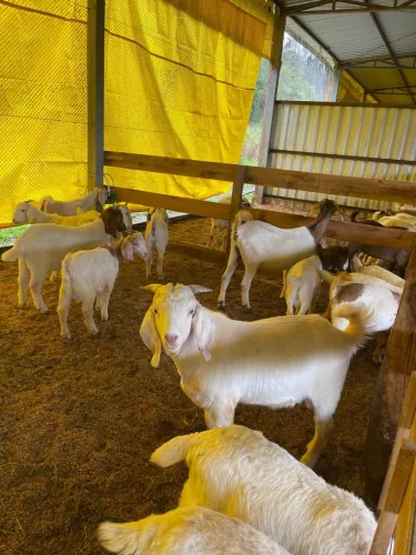 Cabras Boer