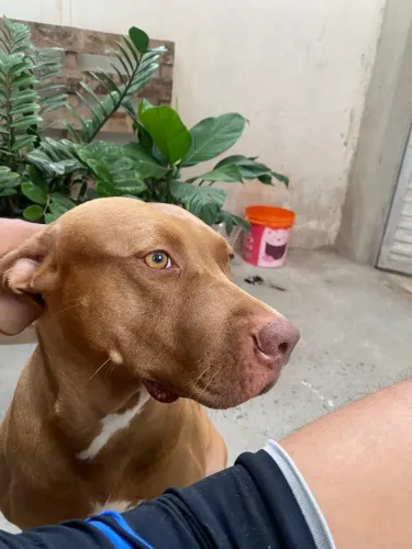 Pitibull para doação