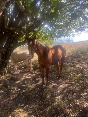 Cavalo quarto de milha puro capado pais registrados.