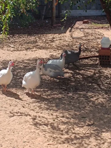 Pintinhos de Guiné.