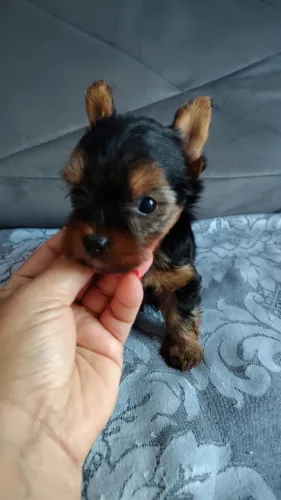 Filhote de yorkshire terrier 