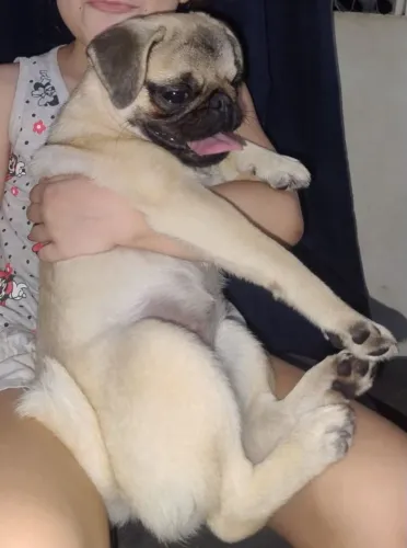Pug fêmea adulta