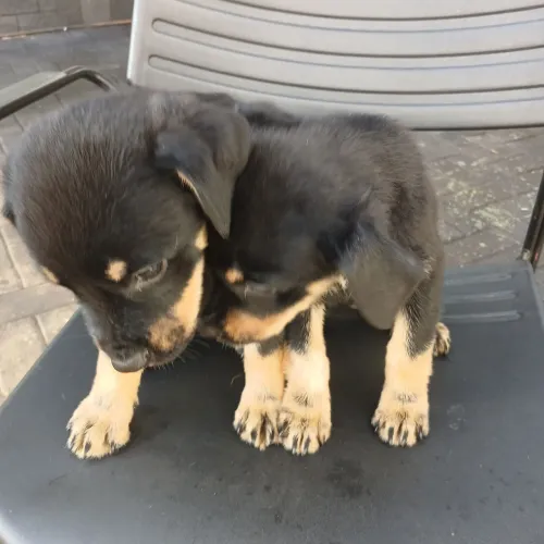 Cachorro pra vender