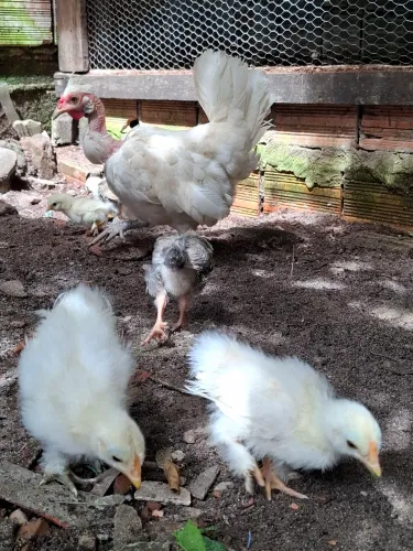 Pintinhos misturas de racas pequenas