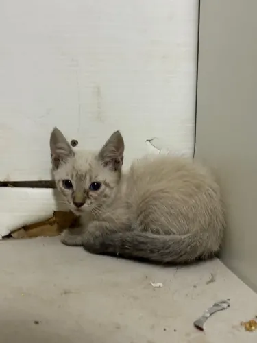 Gatinha FÊMEA - Doação 