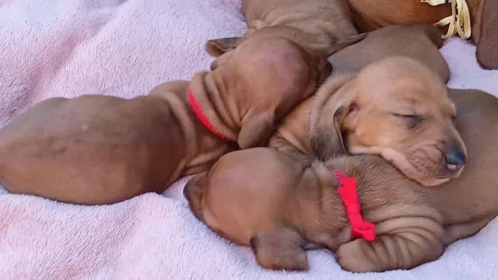 Daschund 