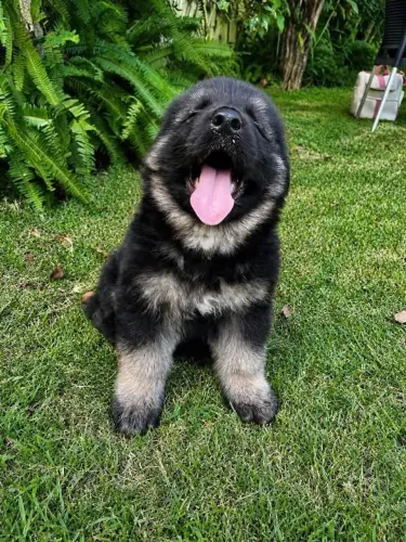 Filhote pastor alemão, Cãopanheiros prontos para te encher de alegria!